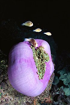 粉红海葵鱼,防护,触角,主人,华美,海葵,所罗门群岛