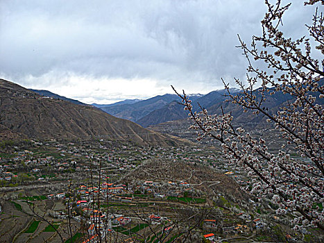 西藏,风光,建筑,花海,山沟,梨花,桃花,林芝,村庄