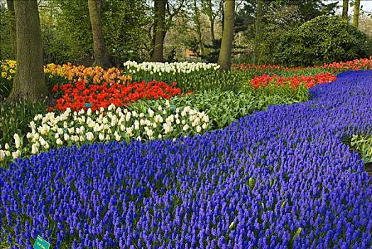 库肯霍夫花园,荷兰,欧洲