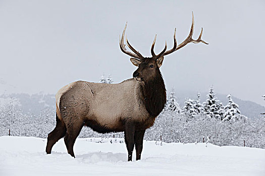 麋鹿,鹿属,站立,地点,雪,冰冻,树,背景