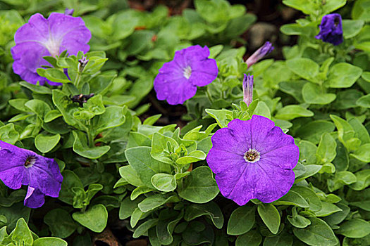 紫色,矮牵牛花属植物,花
