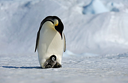 南极,威德尔海,雪丘岛,帝企鹅,成年,幼禽,脚
