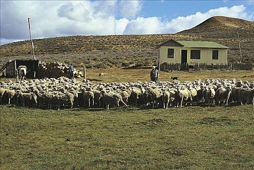 羊群,哺乳动物,农业,高原
