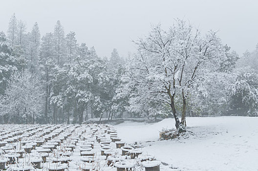 武汉冬日雪景风光