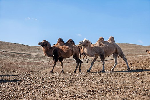 新疆通往可可托海的s226线省道旁骆驼群