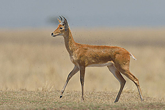 三角形,马赛马拉国家保护区,肯尼亚,非洲