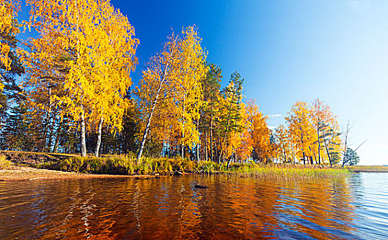 秋天,公园,树,湖