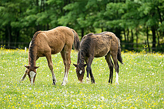 两个,哈福林格马,小马,放牧,巴登符腾堡,德国,欧洲