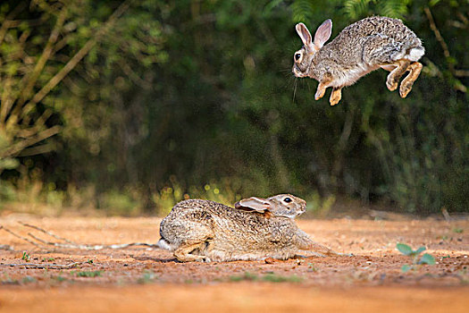 德克萨斯,东部棉尾兔,兔子,玩