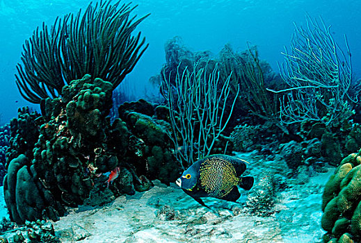 珊瑚礁,法国,刺蝶鱼,特立尼达,加勒比海