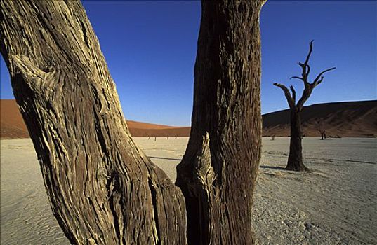 枯木,死亡谷,纳米比诺克陆夫国家公园,纳米比亚