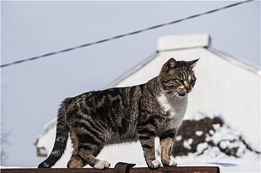 街道,猫