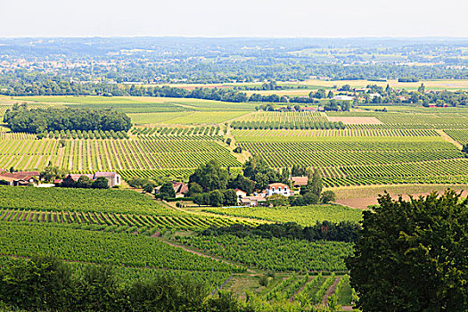葡萄种植,乡村,城堡,法国