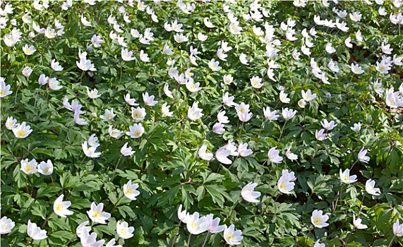 野外,银莲花属,荷兰