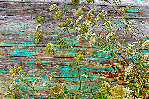 特写,植物,旁侧,废弃,划桨船,船体,卢嫩堡,新斯科舍省,加拿大