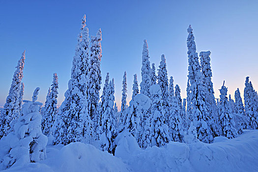 积雪,云杉,黎明,冬天,库萨莫,芬兰