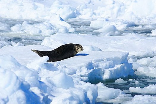 斑海豹,浮冰