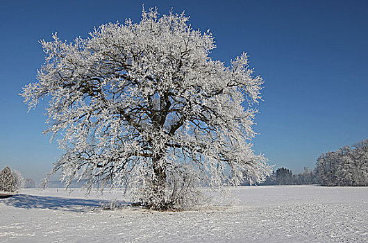 橡树,栎属,栎树,冬天,巴伐利亚,德国,欧洲
