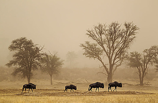 蓝角马,角马,漫游,沙暴,干燥,河床,树,刺槐,卡拉哈里沙漠,卡拉哈迪大羚羊国家公园,南非,非洲