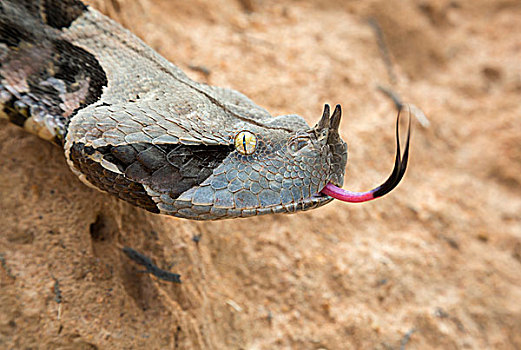 毒蛇,头像,区域,加纳,非洲