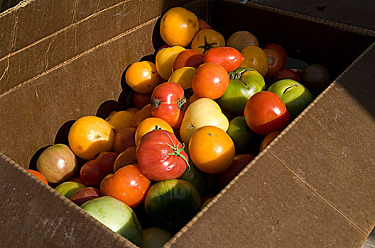 西红柿,加利福尼亚,农民,市场