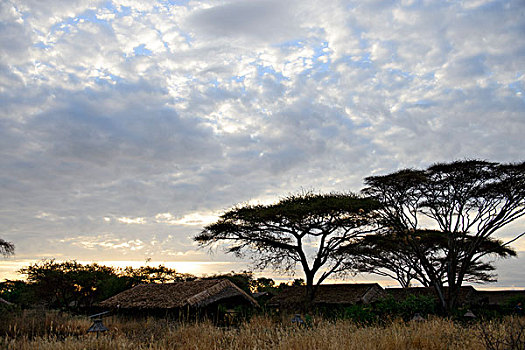 清晨非洲树林