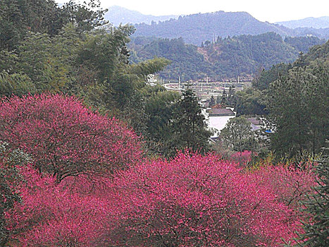 安徽,休宁,金佛山,梅花,梅园,红梅,樱花,民居