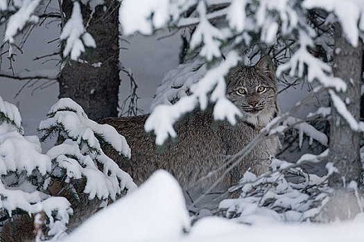 野生,加拿大猞猁,下方,积雪,云杉,树枝,克卢恩国家公园,育空地区,加拿大,冬天