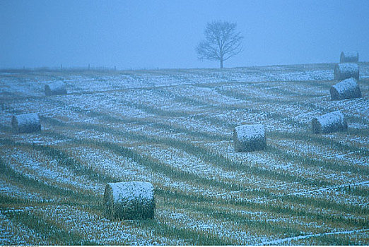 干草包,积雪,靠近,艾伯塔省,加拿大