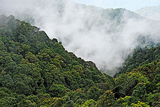 越南,国家公园,雨林,薄雾