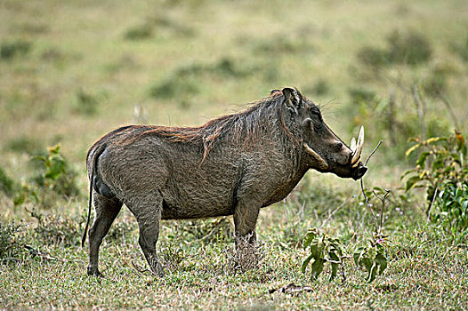 疣猪,雄性,长,獠牙,马赛马拉,公园,肯尼亚
