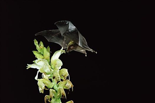 蝙蝠,凤梨科植物,记事本,花粉,顶着,哥斯达黎加