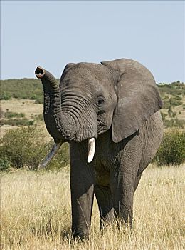 大象,象鼻,嗅,空气,马塞马拉野生动物保护区,肯尼亚