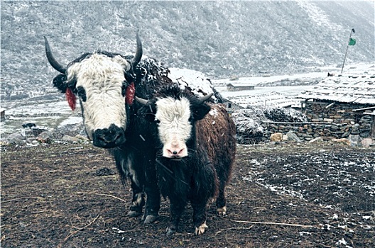 牦牛,尼泊尔