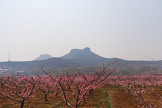 山东蒙阴桃花