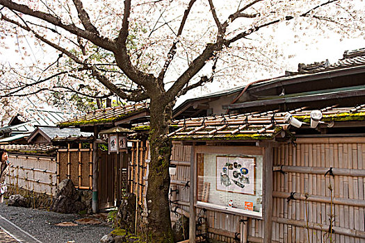 日本,餐馆,岚山,京都