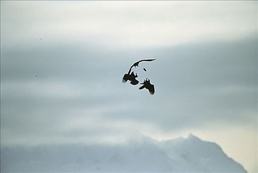 白头鹰,海雕属,雕,一对,争斗,鱼,空中,肯奈半岛,阿拉斯加