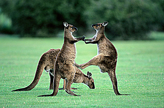 幼小,西部,灰色,袋鼠,练习,争斗,岛屿,澳大利亚