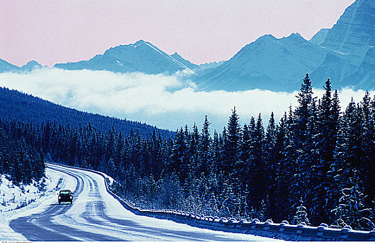 卡车,树上,排列,道路,冬天,碧玉国家公园,艾伯塔省,加拿大