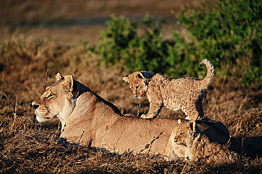 非洲狮,狮子,幼兽,走,女性,博茨瓦纳