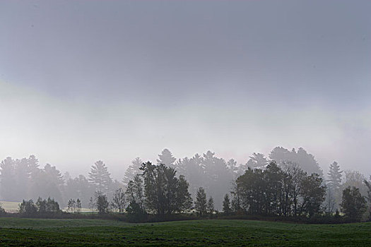 美国,佛蒙特州,雾,树