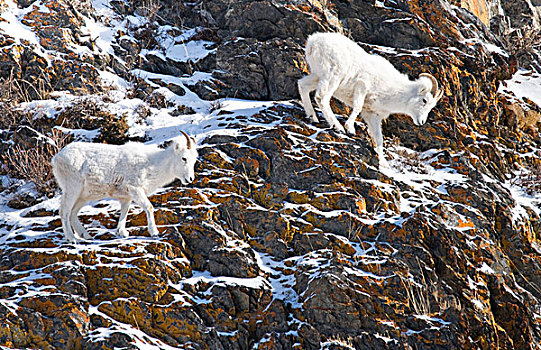 野大白羊,走,陡峭,苔藓,遮盖,石头,楚加奇州立公园,阿拉斯加,冬天