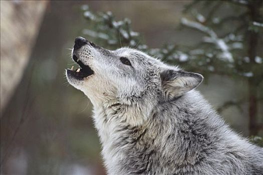 灰狼,叫喊,蒙大拿,冬季,肖像
