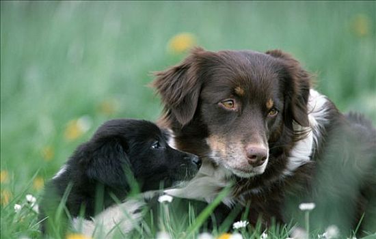 澳洲牧羊犬,小狗