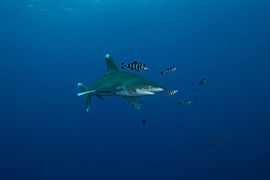 白色,尖,鲨鱼,长鳍真鲨,游动,鱼,水下视角,兄弟,岛屿,埃及
