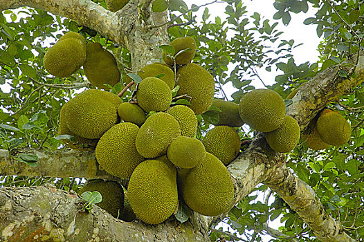 木菠萝,国家,水果,孟加拉,六月,2007年