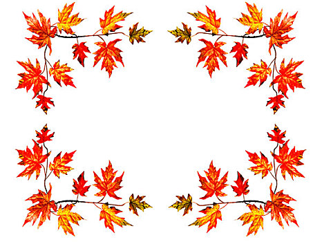 框架,背景,红色,秋天,枫叶