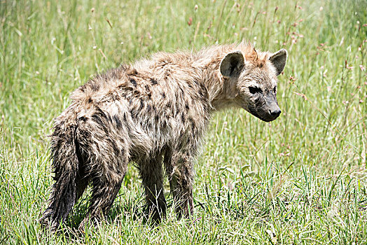 斑鬣狗,站立,草丛,塞伦盖蒂国家公园,坦桑尼亚