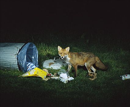红狐,狐属,垃圾桶,夜晚,欧洲