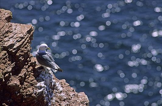 三趾鸥,砂岩,悬崖,赫尔戈兰岛,石荷州,德国